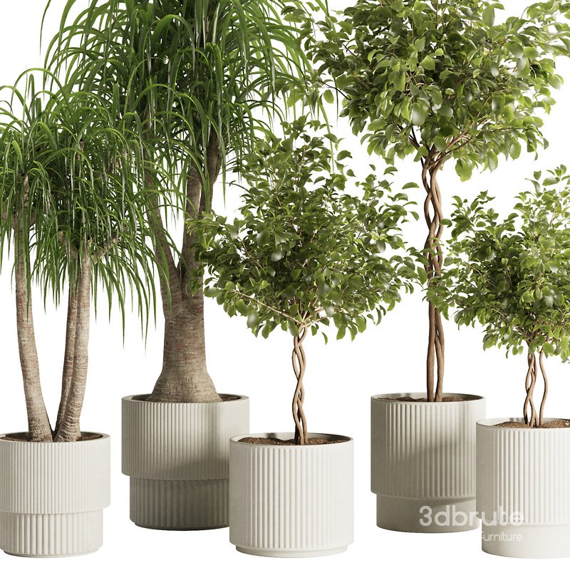 Indoor Plant Set49 Image 4