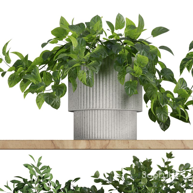 Plants on Shelf SetV8 Image 3