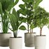 Indoor Plant Set47 - Thumbnail 4