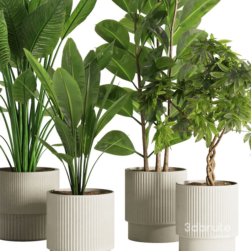 Indoor Plant Set47 Image 4