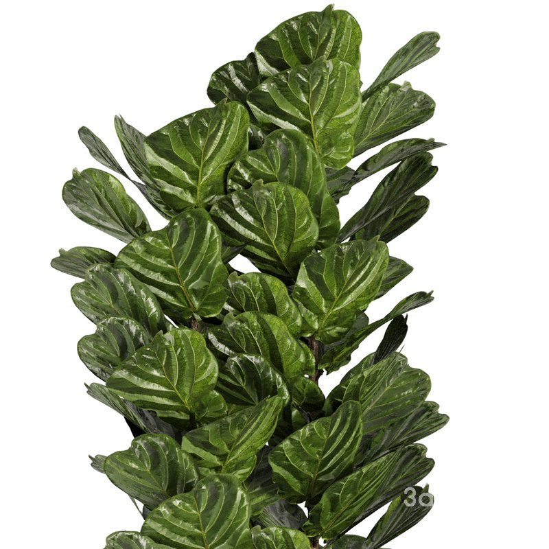 Indoor Plant Set42 – Ficuse in pot Image 3