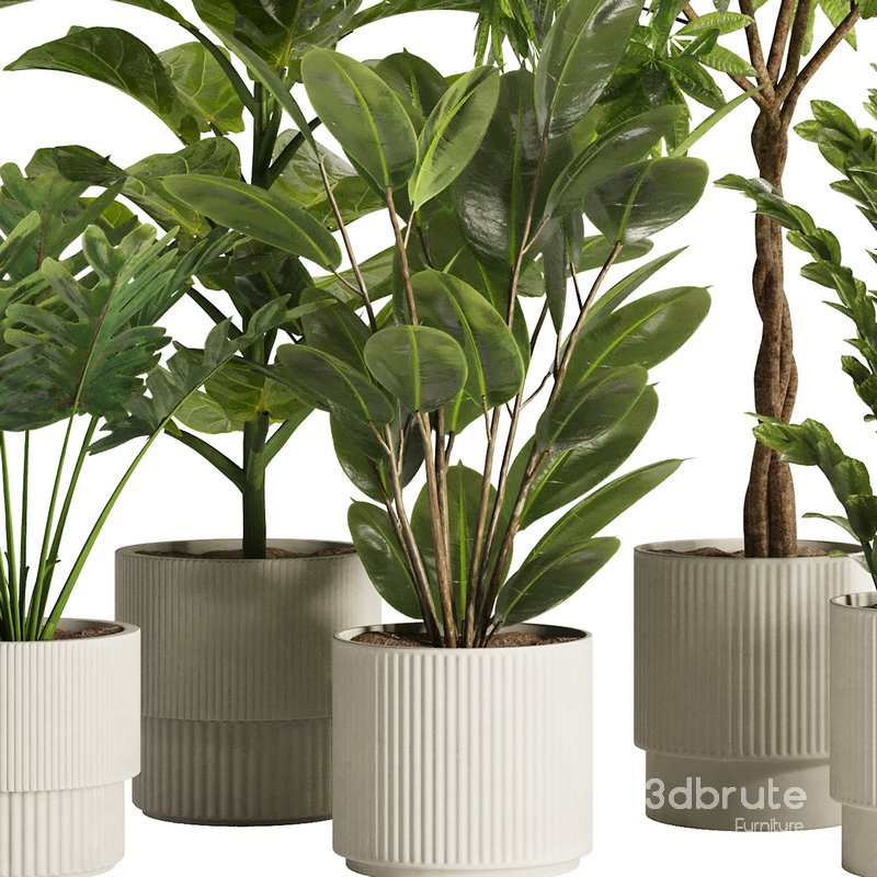 Indoor Plant Set48 Image 4