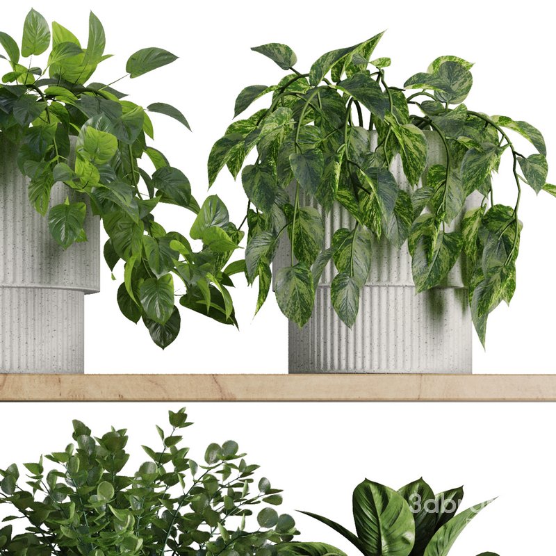 Plants on Shelf SetV8 Image 4