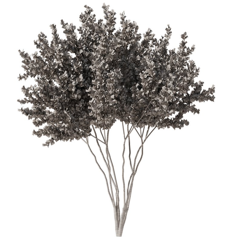 Gleditsia triacanthos tree7 – spring Image 4