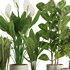 Indoor Plant Set47 - Thumbnail 3