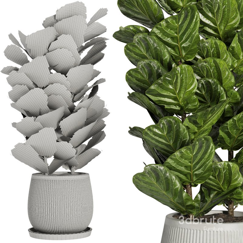 Indoor Plant Set42 – Ficuse in pot Image 4