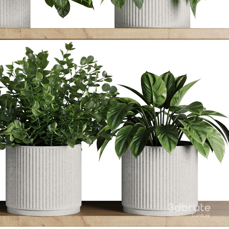 Plants on Shelf SetV8 Image 6