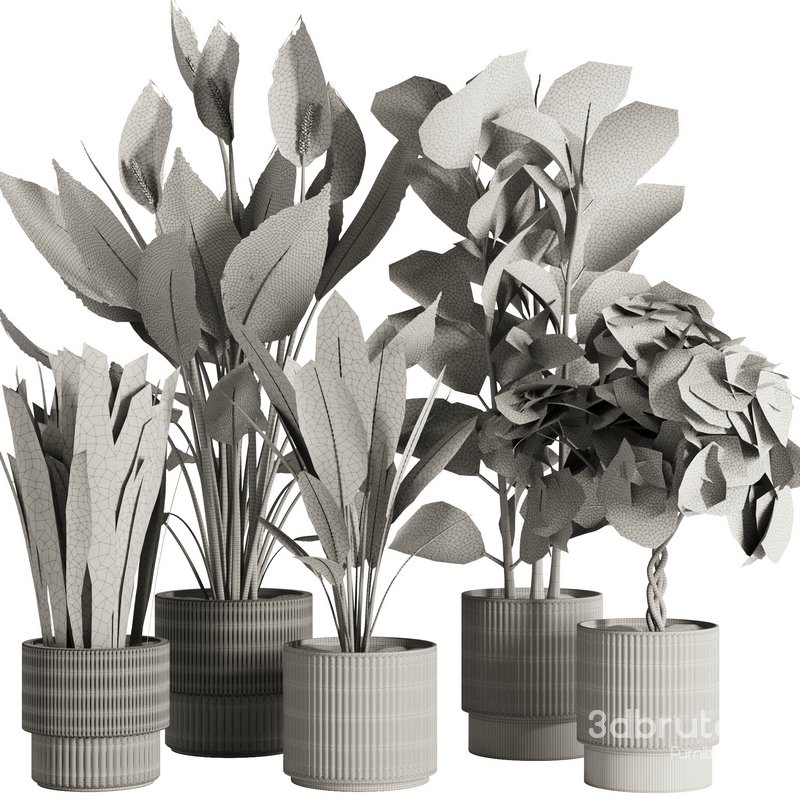 Indoor Plant Set47 Image 5