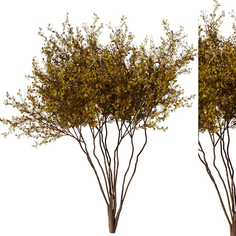 tree8 – autumn Image 1