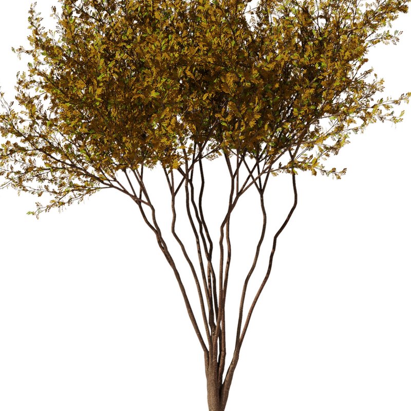 tree8 – autumn Image 2