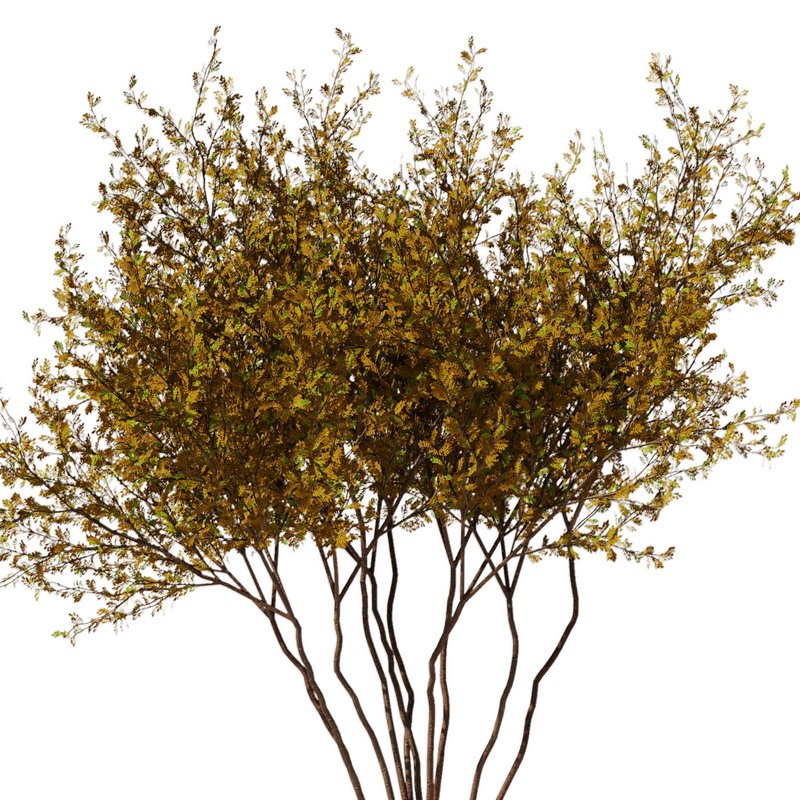 tree8 – autumn Image 3