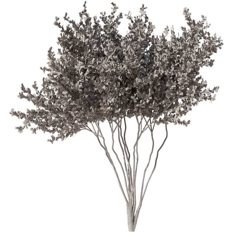 tree8 – autumn Image 4