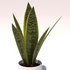 Snake Plant (Sansevieria trifasciata) - Thumbnail 2