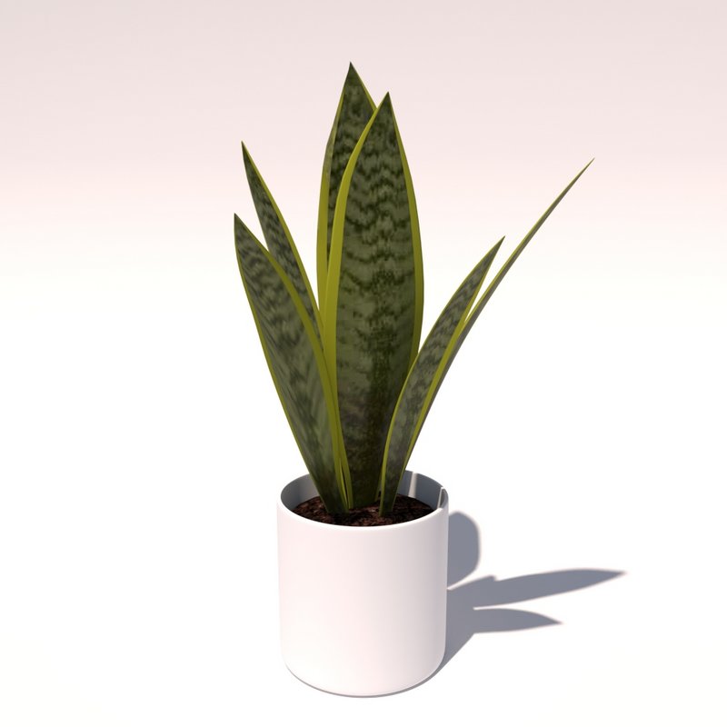 Snake Plant (Sansevieria trifasciata) Image 1