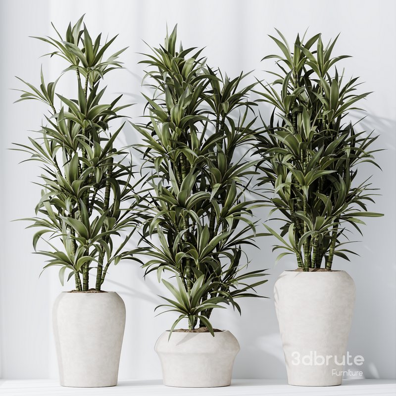 HousePlants Dracaena Warneckii Lemon Lime Cane Dragon Set04 Image 1