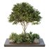 HQ Tree and bush garden box outdoor VOL 37 - Thumbnail 2