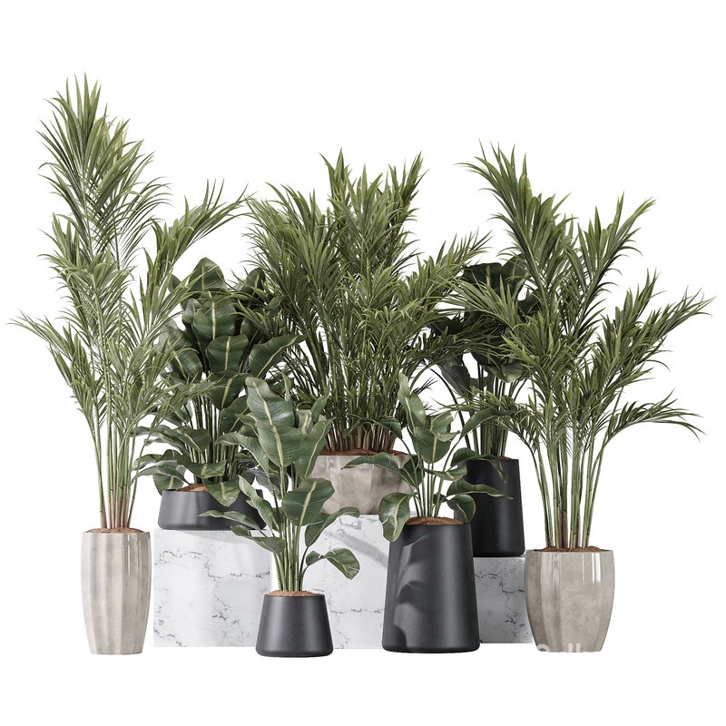 ParadiseBird and Areca Majesty Vase 14 Image 1