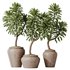 HQ HousePlants Euphorbia Drupifera Sunshine Agaveville Set02 - Thumbnail 1