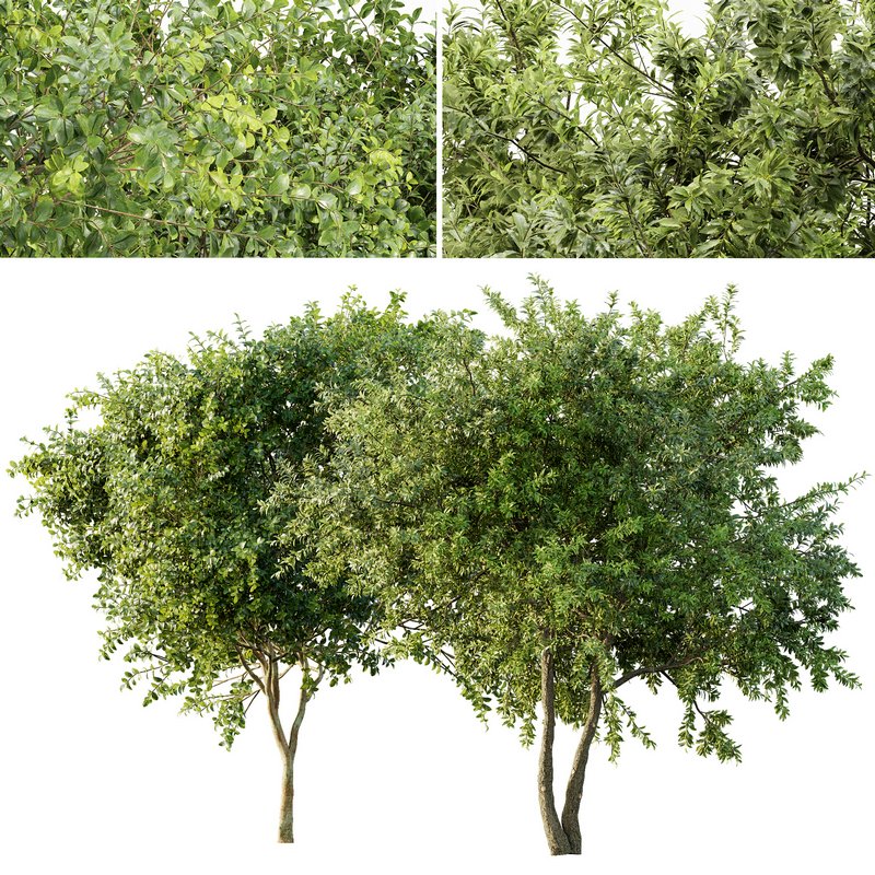 Champaca and Water gum 2 trees Image 1