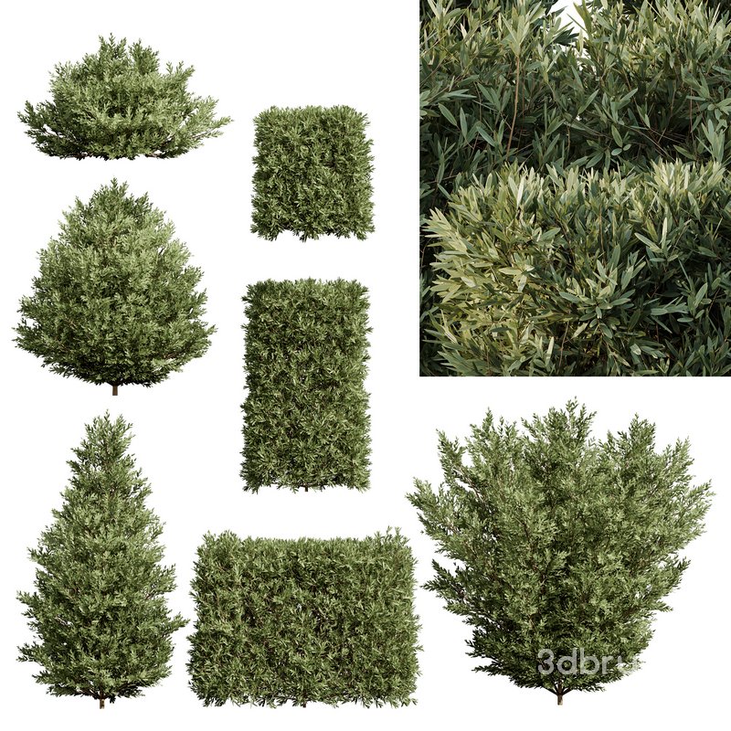 Montra Olive Bush-7 different bush Image 2