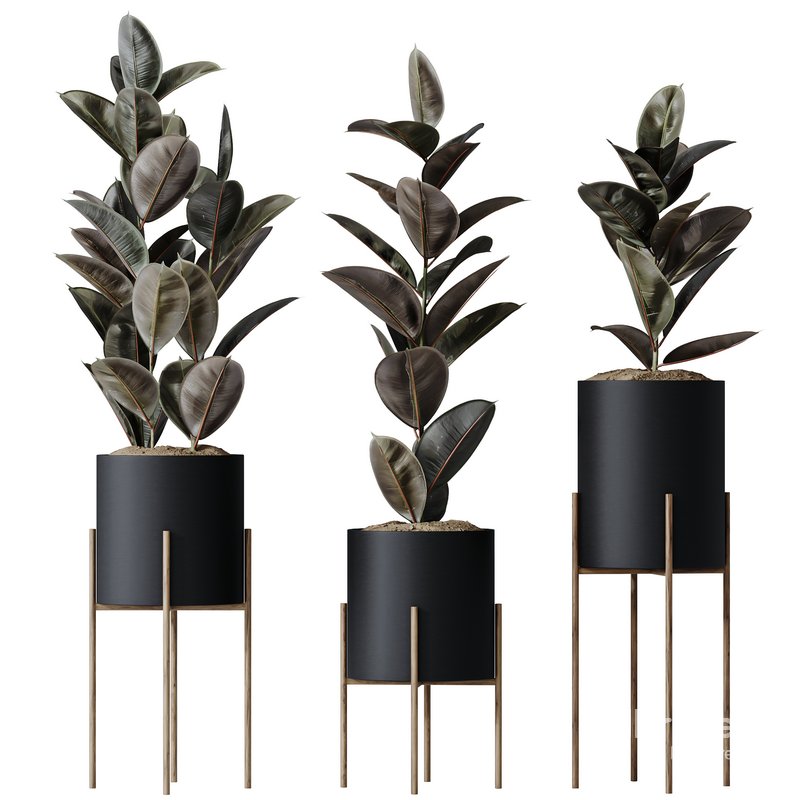 HQ HousePlants Rubber Ficus Elastica Abidjan Melany Set08 Image 1