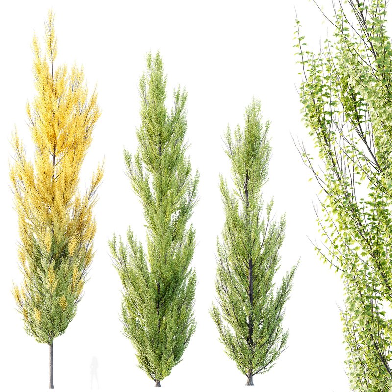 HQ Plants Acer X freemanii Freeman Maple Sapindaceae Armstrong Set02 Image 1