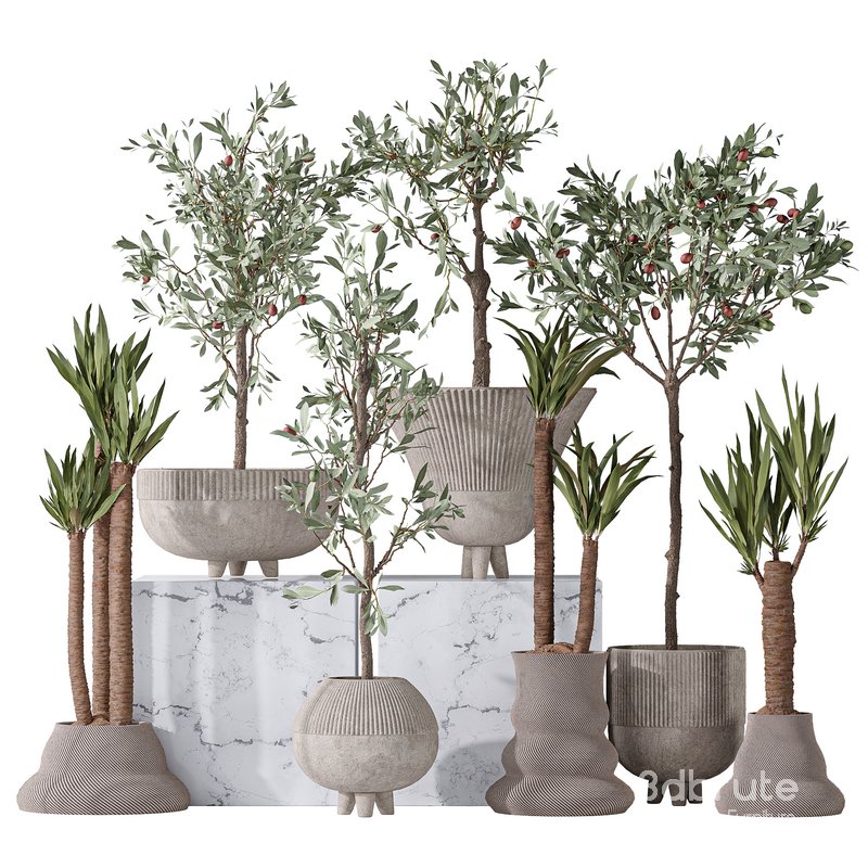 Mission Olive Tree Indoor and Yucca Elephantipes Gigantea Vase 17 Image 1