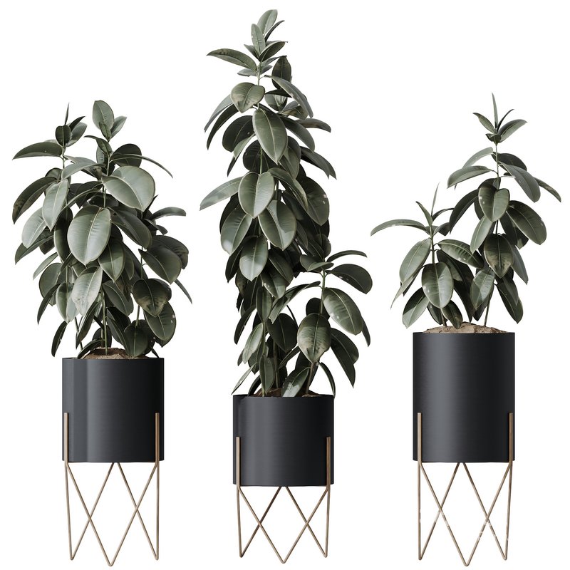 HQ HousePlants Rubber Ficus Elastica Abidjan Melany Set07 Image 1