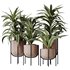 HousePlants Dracaena Warneckii Lemon Lime Cane Dragon Set03 - Thumbnail 1