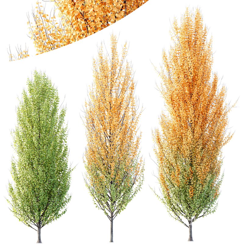 Plants Acer X freemanii Freeman Maple Sapindaceae Set05 Image 1