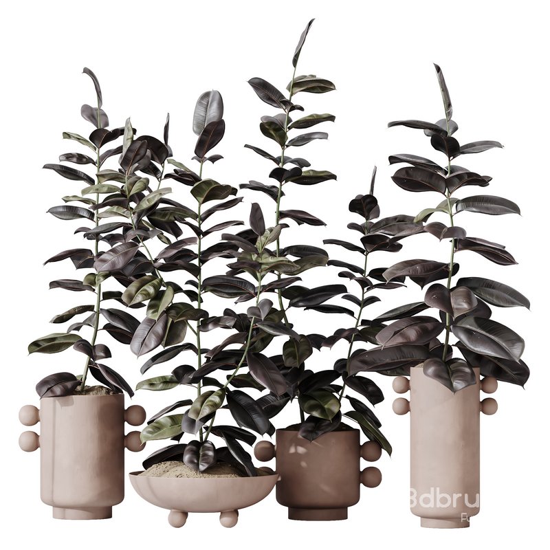 HQ HousePlants Rubber Ficus Elastica Abidjan Melany Set04 Image 1