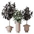 HQ HousePlants Rubber Ficus Elastica Abidjan Melany Set05 - Thumbnail 1