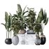 ParadiseBird and Rhapis Excelsa Lady Palm Vase 16 - Thumbnail 1