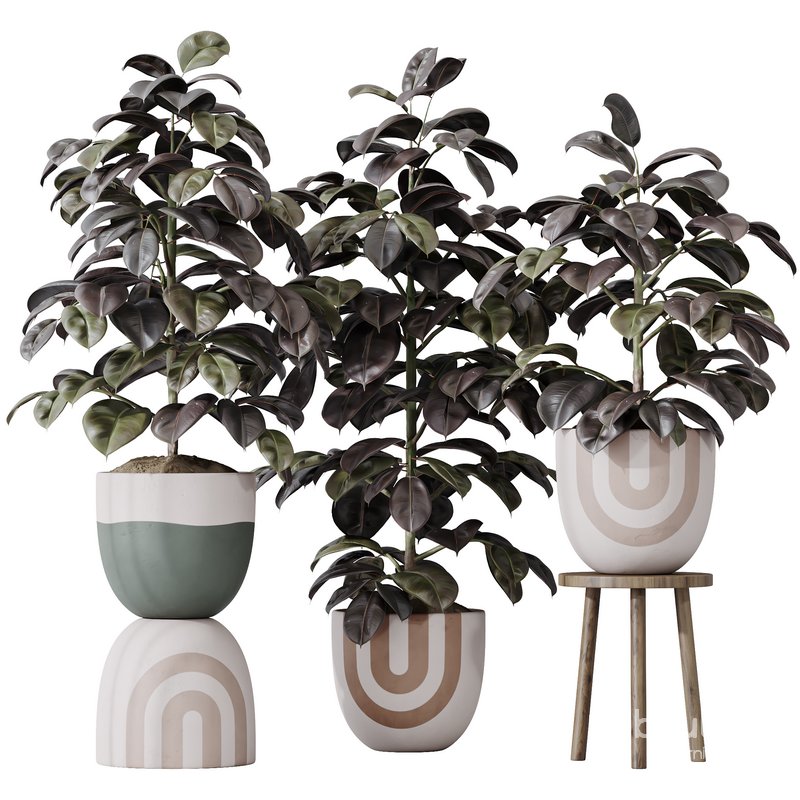 HQ HousePlants Rubber Ficus Elastica Abidjan Melany Set06 Image 1