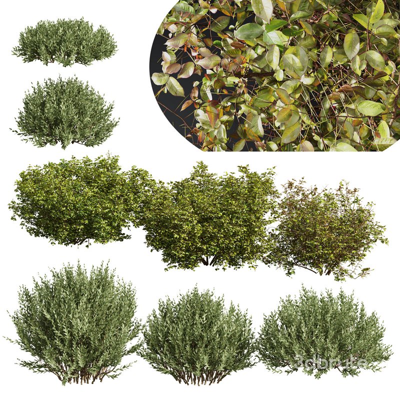 8 different autumn plants Image 1