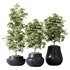 HQ HousePlants Schefflera Arboricola Umbrella Set03 - Thumbnail 1
