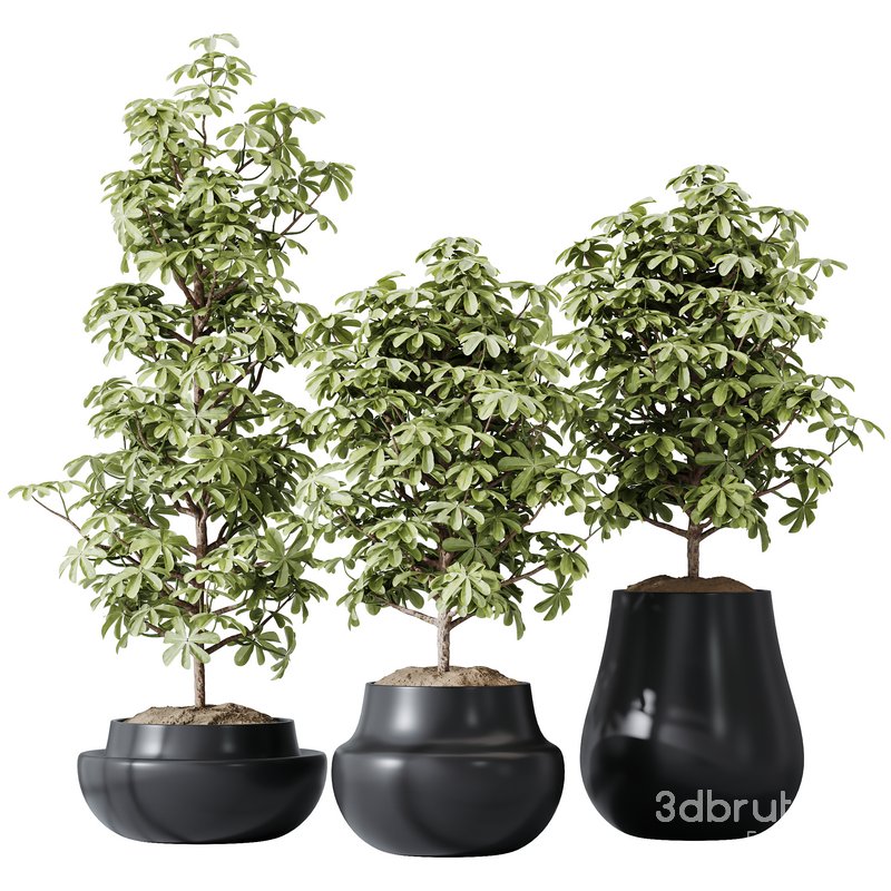 HQ HousePlants Schefflera Arboricola Umbrella Set03 Image 1