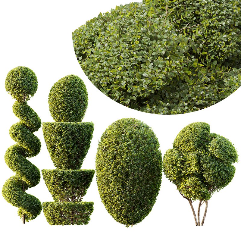 Ficus Concinna Bonsai Pruned 7 Image 1