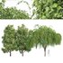 Weeping willow and Tulip poplar - Thumbnail 1