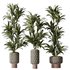 HQ HousePlants Dracaena Warneckii Lemon Lime Cane Dragon Set05 - Thumbnail 1
