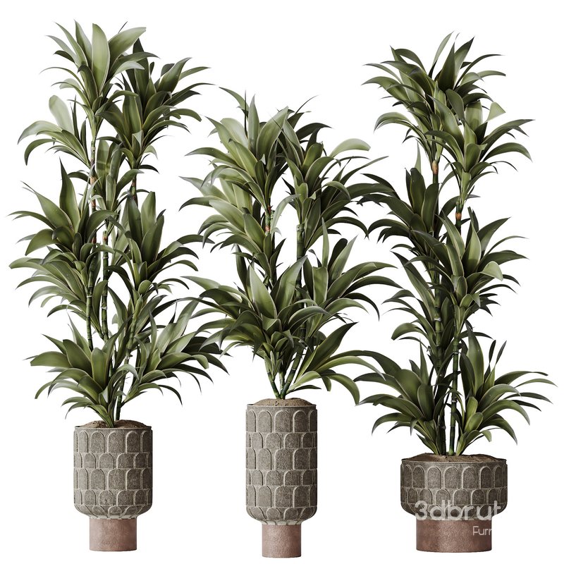 HQ HousePlants Dracaena Warneckii Lemon Lime Cane Dragon Set05 Image 1