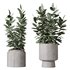 HousePlants Rubber Ficus Elastica Abidjan Melany Set02 - Thumbnail 1