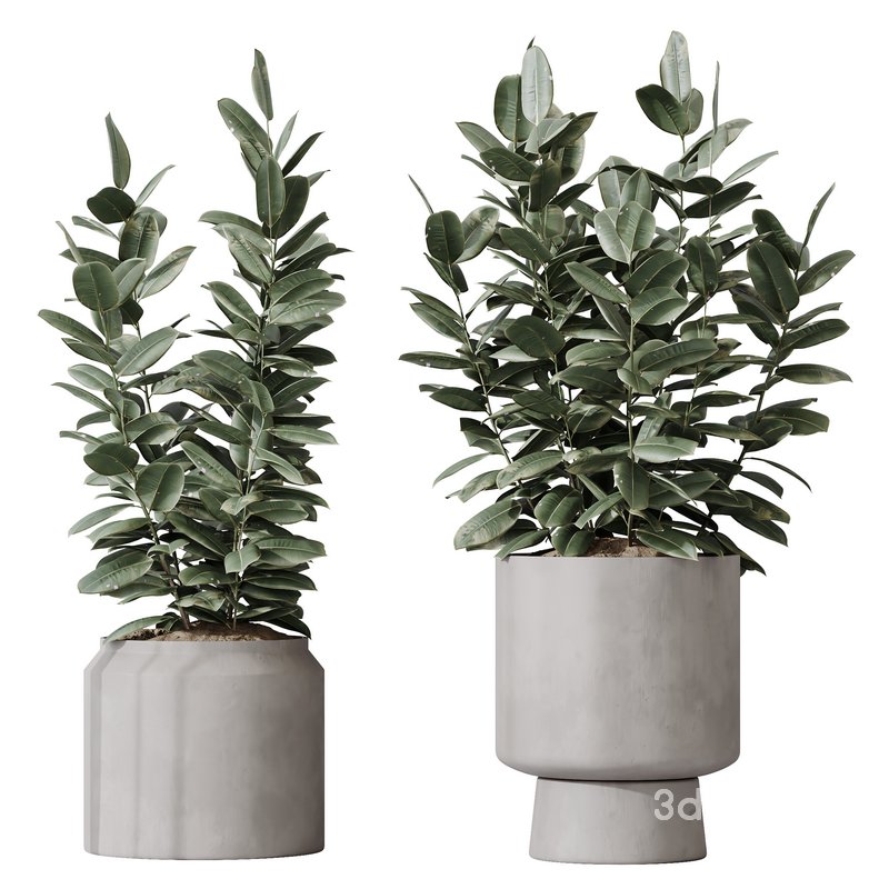 HousePlants Rubber Ficus Elastica Abidjan Melany Set02 Image 1