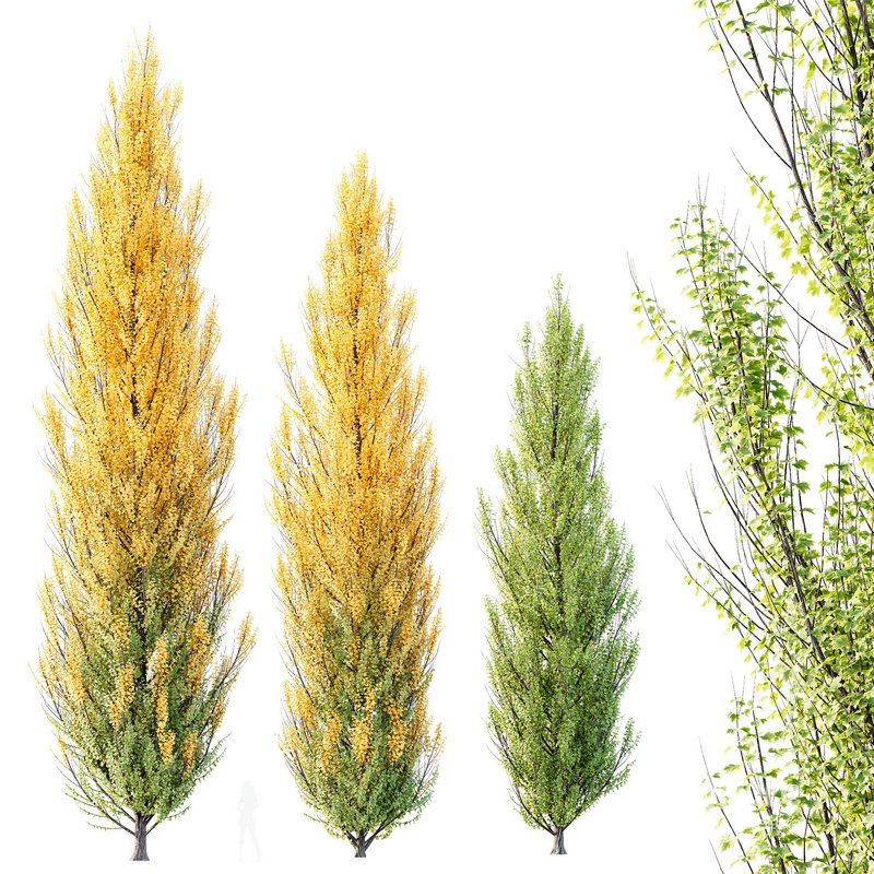 HQ Plants Acer X freemanii Freeman Maple Sapindaceae Armstrong Image 1