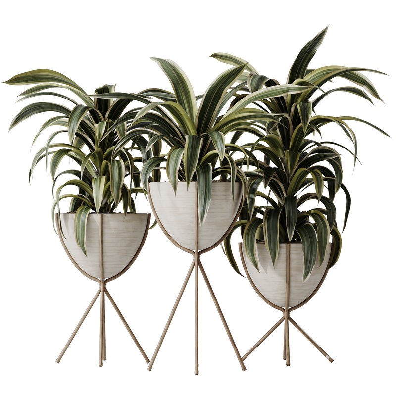 HQ HousePlants Dracaena Warneckii Lemon Lime Cane Dragon Image 1