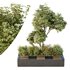 HQ Tree and bush garden box outdoor VOL 34 - Thumbnail 1