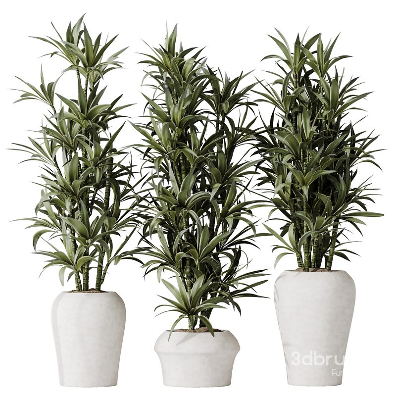 HousePlants Dracaena Warneckii Lemon Lime Cane Dragon Set04 Image 2