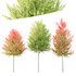 HQ Plants Acer X freemanii Freeman Maple Sapindaceae Set03 - Thumbnail 1