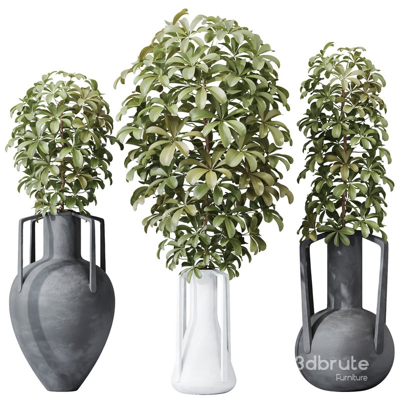 HQ HousePlants Schefflera Arboricola Umbrella Set04 Image 1