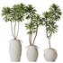 HQ HousePlants Euphorbia Drupifera Sunshine Agaveville Set03 - Thumbnail 1